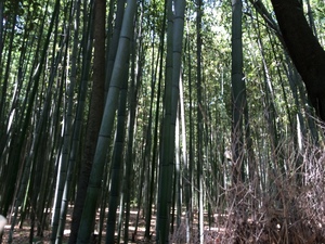 嵐山の竹林の小径2