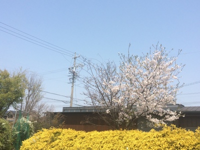 うちの庭の桜