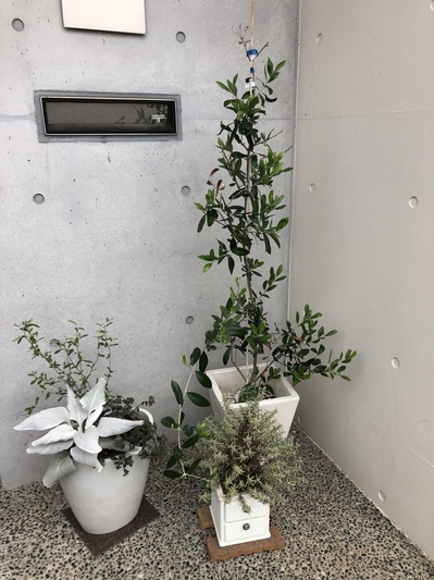 名古屋市　ｶﾞﾚｰｼﾞ　garagi グリーン　植物　寄植え　ガーデニング