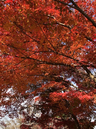 南禅寺　紅葉　京都