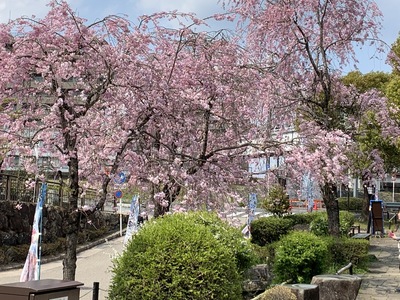 2020年、桜、岐阜公園