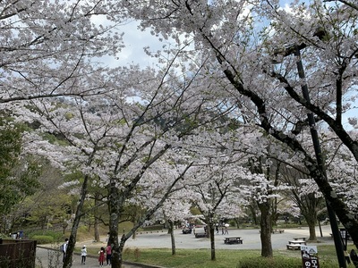 2020年、桜、岐阜公園