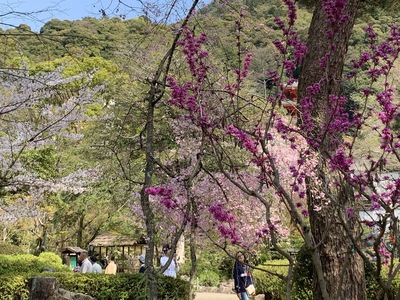 2020年、桜、岐阜公園