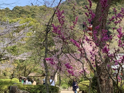 2020年、桜、岐阜公園