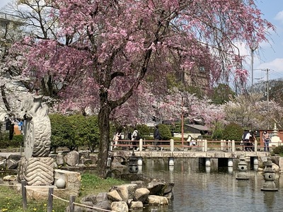 2020年、桜、岐阜公園