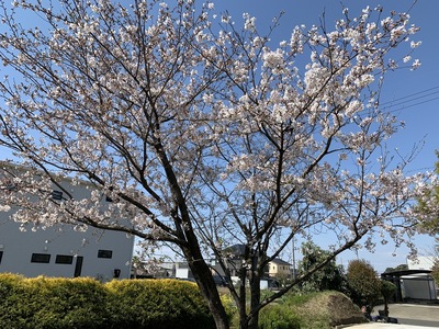 2020年、桜、うちの桜