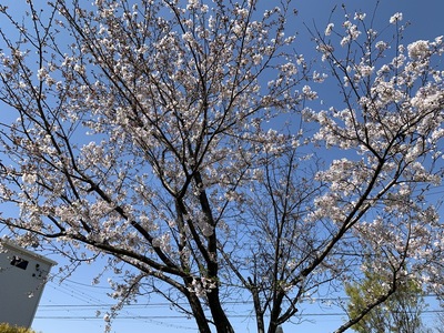 2020年、桜、うちの桜